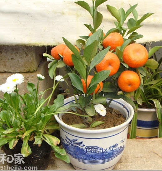 活清洁能源 10种适合种植的室内植物
