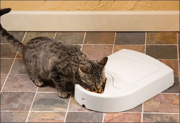 家有猫星人必备潮物:Petsafe自动喂食器