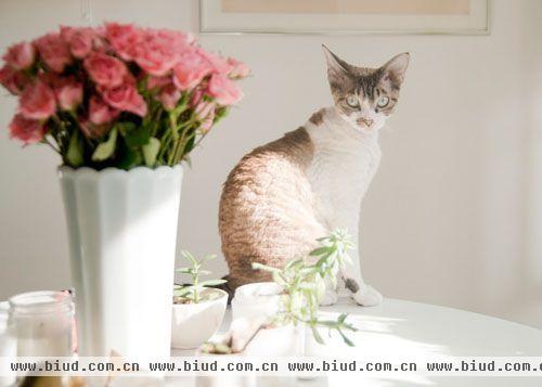 红色的花朵插在白色的花瓶里，正是好看，四周摆放着小小盆栽。猫咪调皮的在一旁注视。