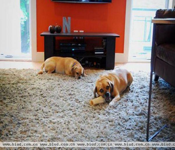 巨大的羊毛地毯给素净的客厅增添了不少柔软感，也给人和宠物带来休憩的舒适。