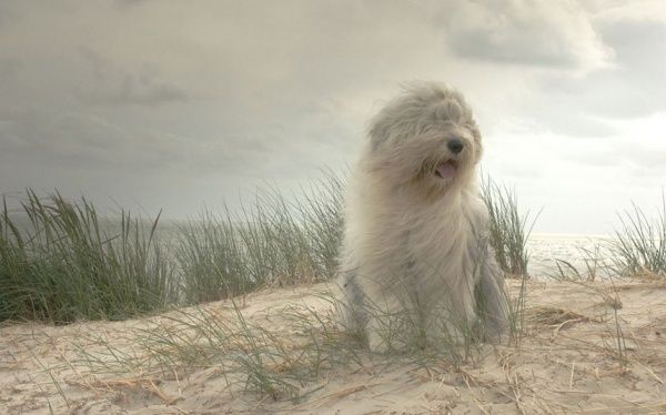 古代牧羊犬姐妹花的美好生活