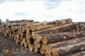 国际木材价格飙升 推动地板市场新一轮洗牌潮