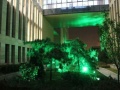无需灯具 金纳米粒子技术可让植物发光