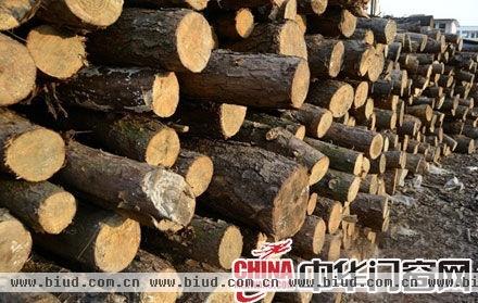 欧盟强制实施新木材法规 木门行业面临危机