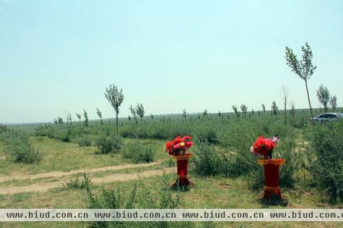 特地陶瓷绿垦基地的树苗长势良好，已成为四子王旗乃至华北的一道绿色屏障