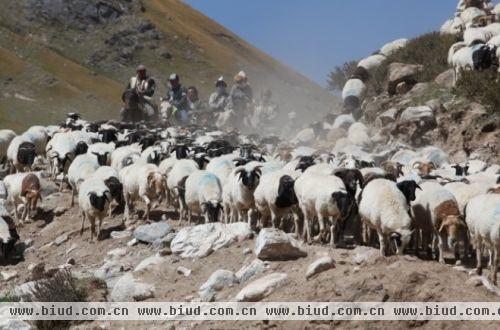 东归英雄牧羊天山循古游牧大赛圆满落幕