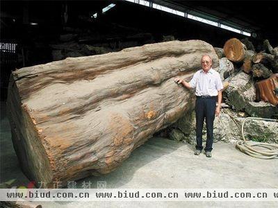 台湾木业商人千万从日本买回巨桧木