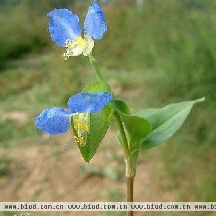 那些绿色植物可以净化室内甲醛不得不知