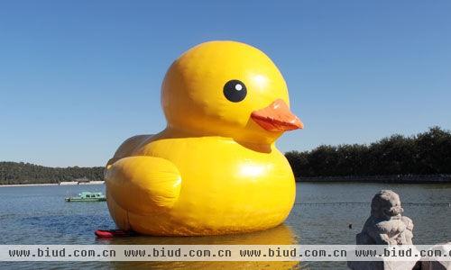 即将结束北京之旅的大黄鸭