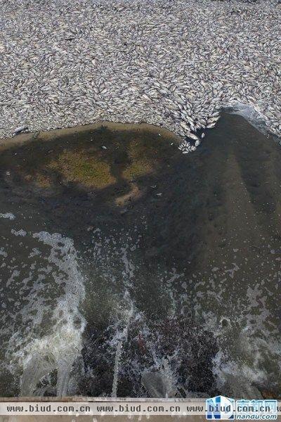 深圳一公园湖内惊现万斤死鱼 知情人称是污染所致