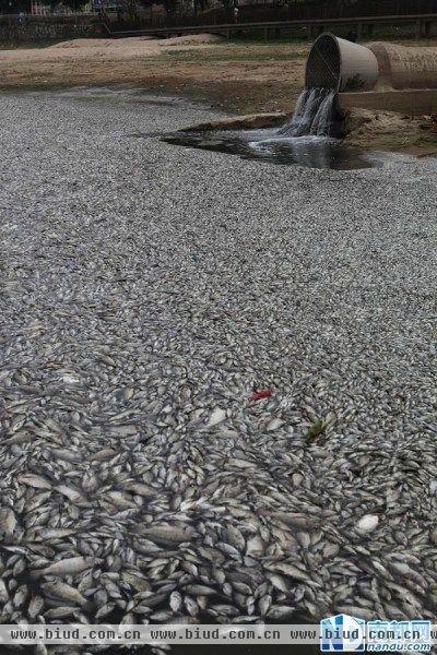 深圳一公园湖内惊现万斤死鱼 知情人称是污染所致