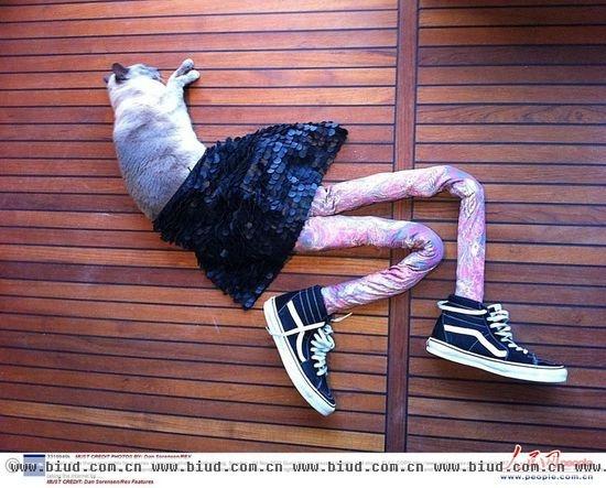 一对疯狂的瑞典情侣展示他们爱猫Gucci的每日时尚穿搭，最近在网络爆红。32岁的Katja Wulff与男友Dan Sorensen给喵星人Gucci穿上古怪的紧身裤，有时还会搭配上内裤、裙子和鞋。不管穿成怎样，他们16岁的猫模特总能淡定的面对镜头摆pose拍照。Katja说：“Gucci一点也不觉得烦，它要是不配合，我们就没有办法拍了。我很开心我们的博客能给人们带来欢乐！”（图片来源：东方IC 版权所有，违者必究）