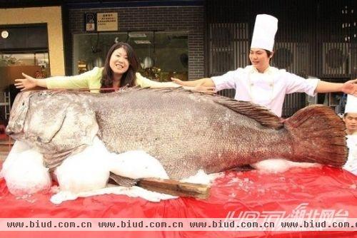 巨型石斑鱼683斤堪称鱼王 盘点动物界最萌大胖子【图】