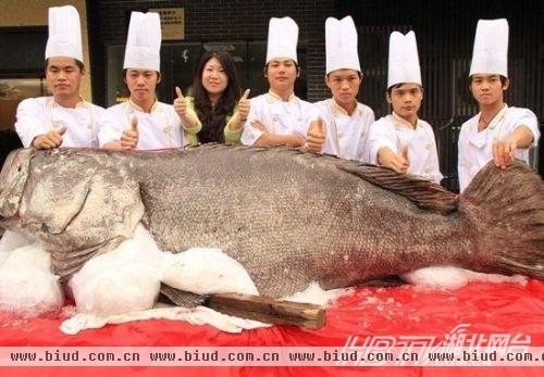 巨型石斑鱼683斤堪称鱼王 盘点动物界最萌大胖子【图】