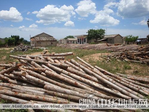 中国木材合法性认定正在推进中 地板企业需稳固根源