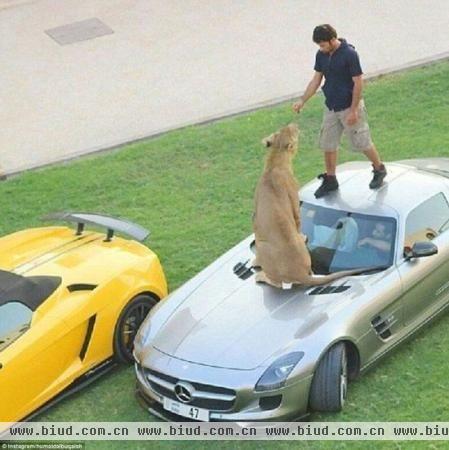 阔少胡迈德在车顶与狮子玩耍