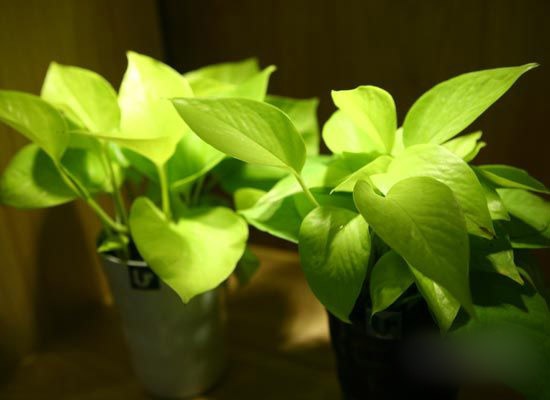健康环保生活10大防甲醛植物推荐