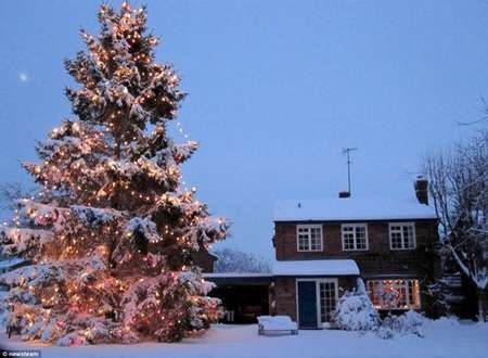 英夫妇搬家种下圣诞小树 35年后成参天大树