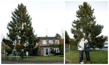 英夫妇搬家种下圣诞小树 35年后成参天大树