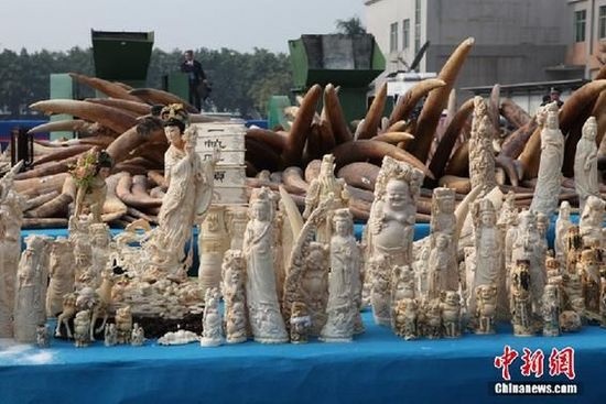 中国公开在东莞销毁6.1吨执法查没象牙