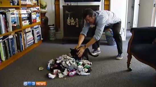 管不住！新西兰猫咪疯狂偷盗3000只袜子