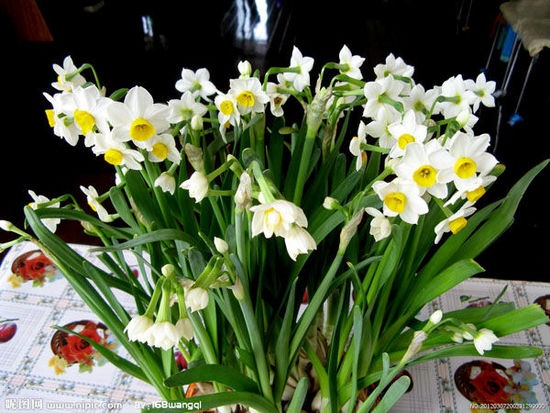 春节客厅装饰：适合摆放在客厅的花卉