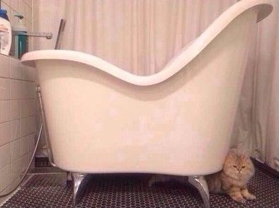 舒淇与猫猫玩儿捉迷藏 性感浴缸曝光(图)