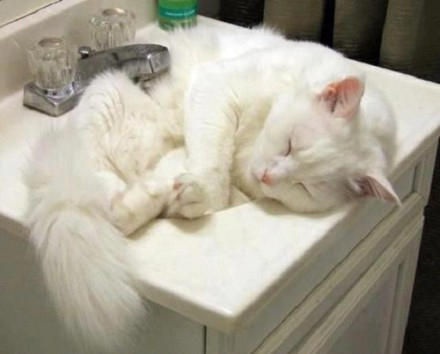 这里真的有那么好躺吗？睡在洗脸盆的猫