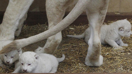 三头小白狮近日罕见诞生在波兰一家动物园，据悉目前全世界仅剩90头白狮。