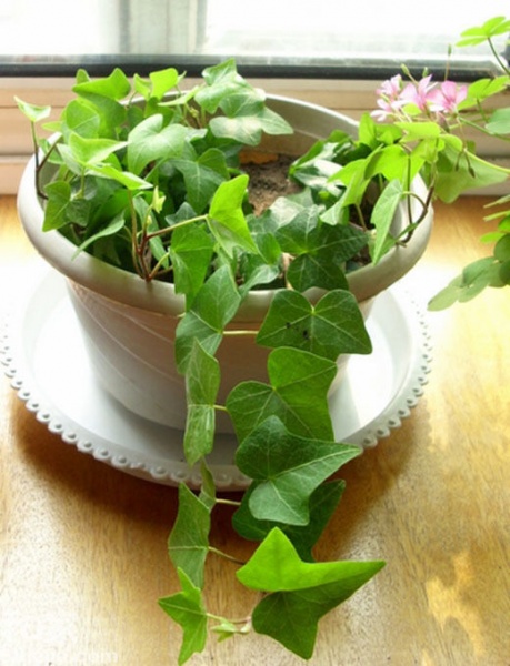 “活”清洁能源 10种适合秋冬种植的室内植物 