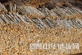 黑龙江原木停止采伐 地板企业原材料或“叫急”