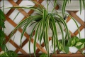 10种适合种植的室内植物 净化居家环境