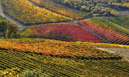朗道2014意大利葡萄酒文化及精致生活方式游学