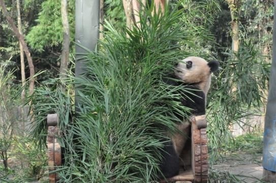 大熊猫——全友家居的绿色代言
