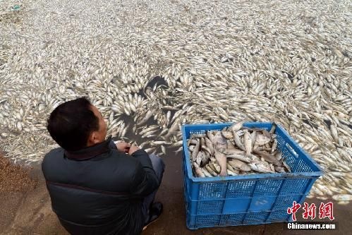 江西上饶水库疑遭投毒 活鱼全部死亡约有3.5万公斤