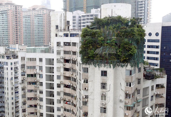 海棠阁楼顶违建被绿色植物覆盖着，远远就能看到。广州日报/CFP