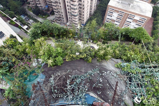 俯拍海棠阁楼顶违建，里面摆满了植物和棚架。广州日报/CFP