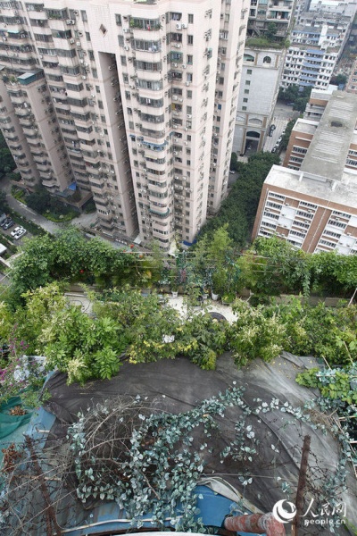 俯拍海棠阁楼顶违建，里面摆满了植物和棚架。广州日报/CFP