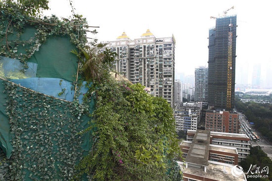 海棠阁楼顶违建被绿色植物覆盖着，十分突兀。广州日报/CFP
