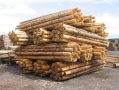 进口木材用于生产木地板