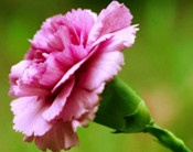 粉红色康乃馨——母亲节的象征