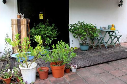 阳台植物与自然耳语