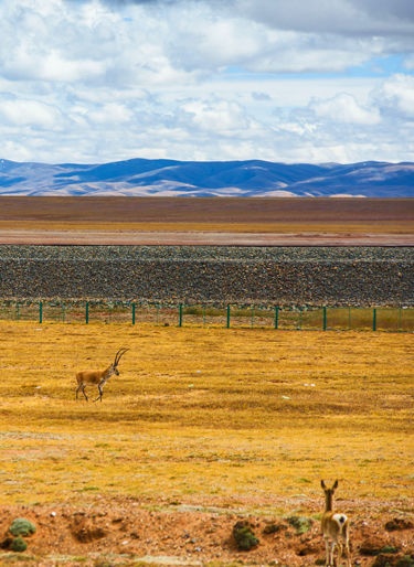 可可西里藏羚羊保护区