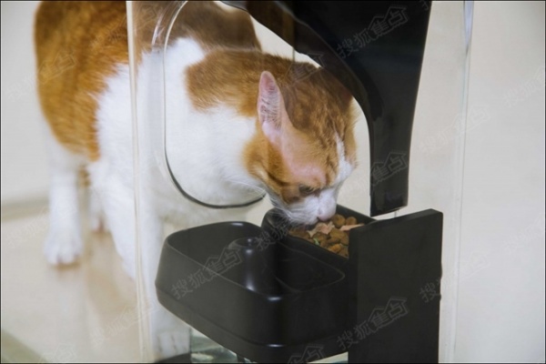 潮家居：带猫脸识别的智能喂猫器Bistro