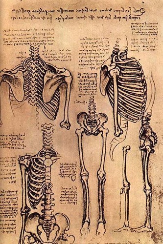 达·芬奇的生理学手稿《骨骼》