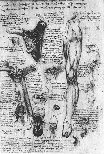 达·芬奇的生理学手稿《骨骼》