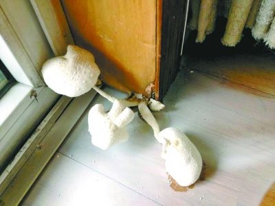 居民家地板缝里竟长出3个大蘑菇