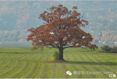 生活家地板板木学堂 常见木材科普之橡木