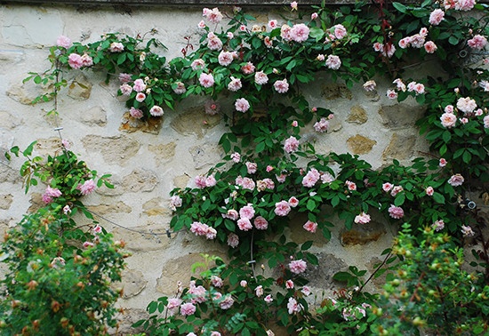窗前的藤本玫瑰自然惹人遐思，今年种一棵，明年的花朵就能开到窗前。窗前的位置本来就是空缺，藤蔓植物无疑是最好的选择。