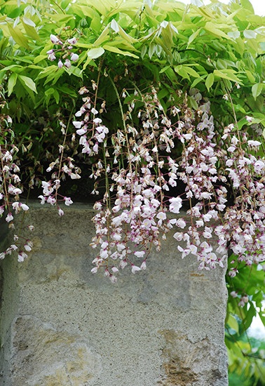 紫藤是南北方都常见的大型木质藤本，有很多品种，常见的有台湾紫藤、日本紫藤，其中日本紫藤花穗最长，垂挂效果也最好。